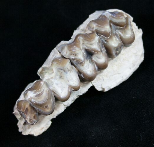 Oreodont (Merycoidodon gracilis) Jaw Section #9446